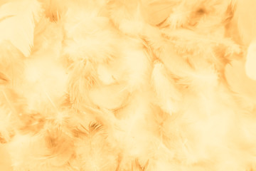 Beautiful abstract colorful yellow brown and white feathers on white background and soft white orange feather texture on white pattern