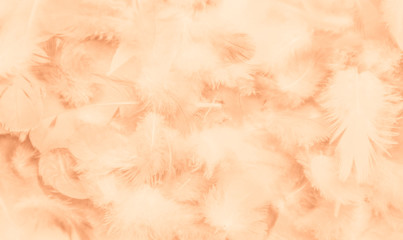 Beautiful abstract colorful yellow brown and white feathers on white background and soft white orange feather texture on white pattern