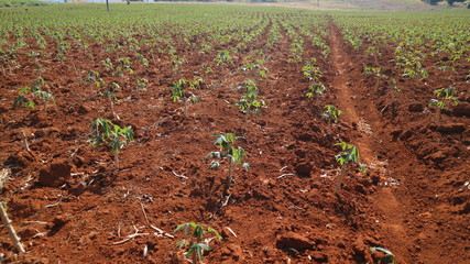 farm Cassava seedlings Planting period 2 months