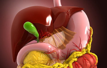 Close up view of human digestive system. Liver stomach and pancreas. 3d illusration.