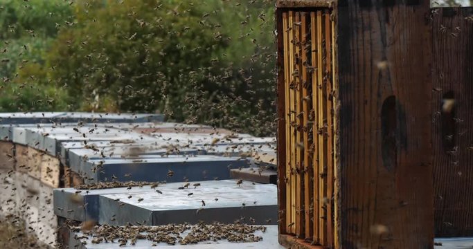 Bees flying around the hive during the harvesting honey