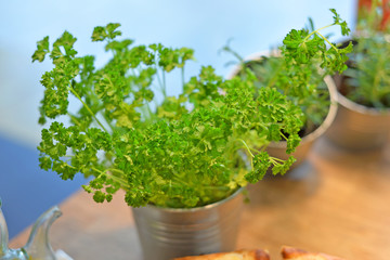 fresh green plant in a pot