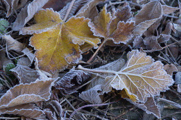 Herbstblätter