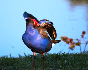 Purple Swamp Hen