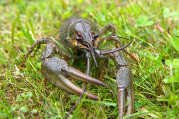 The European crayfish (Astacus astacus), noble crayfish, or broad-fingered crayfish, is the most common species of crayfish in Europe, and a traditional food source