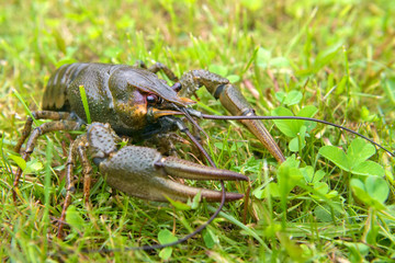 The European crayfish (Astacus astacus), noble crayfish, or broad-fingered crayfish, is the most common species of crayfish in Europe, and a traditional food source