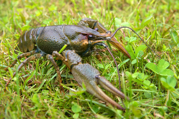 The European crayfish (Astacus astacus), noble crayfish, or broad-fingered crayfish, is the most common species of crayfish in Europe, and a traditional food source