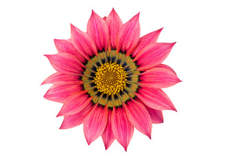 African bright pink daisy flower isolated on white background