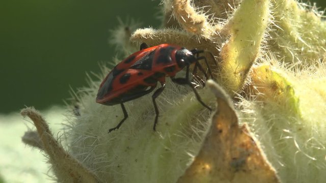 Bug drinks juice on young green plant, feeding. Firebug, Pyrrhocoris apterus, insect of family Pyrrhocoridae, red and black coloration. View Macro insect in wildlife