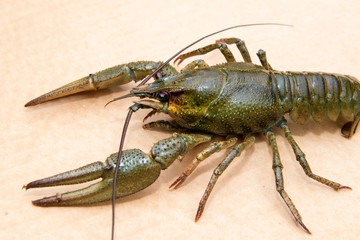 The European crayfish (Astacus astacus), noble crayfish, or broad-fingered crayfish, is the most common species of crayfish in Europe, and a traditional food source