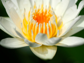 High angle view of flowers and leaves outdoor.