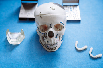 Plastic model of the skull for stomatology and maxillofacial surgery.