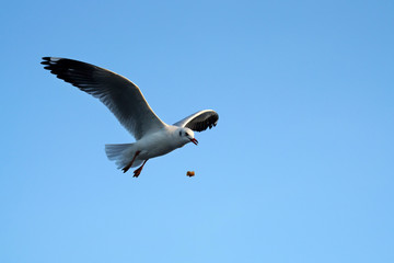Seagulls flying in the sky    