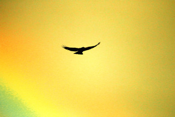 A crow from a rainbow