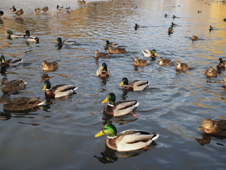Lots of ducks on the water close up in winter