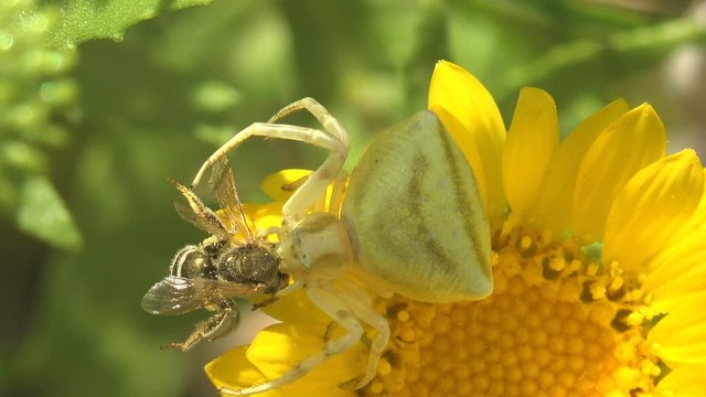 Goldenrod crab spider, Flower (crab) spider, Misumena Vatia, White, sits on yellow flower and attacked bee. Macro flower and insect in summer meadow