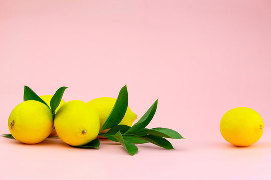 Yellow lemons on a green branch on a pink background