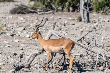 Naklejka na ściany i meble Closeup of an Impala - Aepyceros melampus- grazing on the plains of Etosha National Park, Namibia.