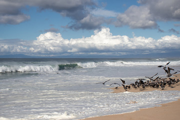 Fototapeta na wymiar Seagulls and sandpipers at Marina State Beach Monterey County California