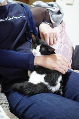 人に抱かれて眠る子猫