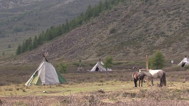 Mongolia, Darkhat basin. Settlement of reindeer herders. Deer.