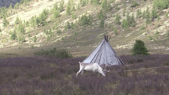 Mongolia, Darkhat basin. Settlement of reindeer herders. Deer.