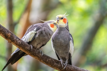 A couple of Parrots in love - cockatiel on a tree branch. Close-up of the bird in the wild