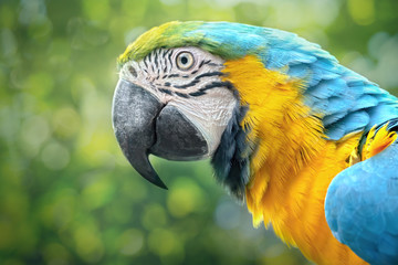 Yellow and blue Parrot Scarlet Macaw in a natural environment with an unfocused background