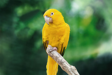 Yellow Parrot - Parakeet in a natural environment. Close-up of the bird in the wild