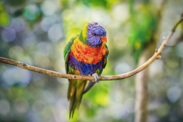 Wild Parrot - Rainbow lorikeet on a green unfocused background