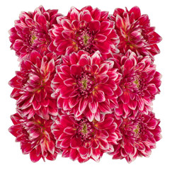 Decorative panel of several red flowers dahlias on a white background