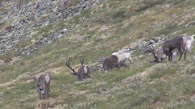 Mongolia, Darkhat basin. Settlement of reindeer herders. Deer.