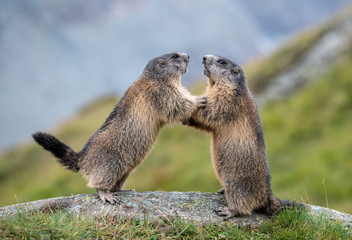 Kämpfende Murmeltiere (Marmota) in den Alpen
