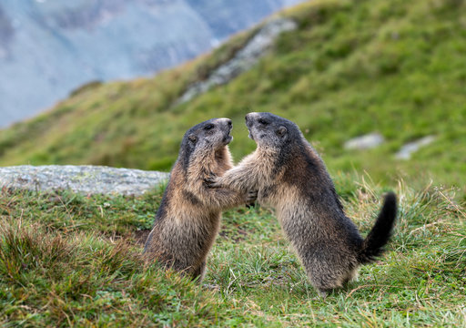 K&auml;mpfende Murmeltiere (Marmota) in den Alpen