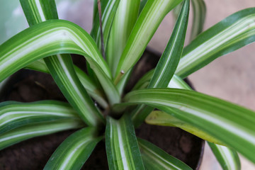 Chlorophytum comosum or commonly known as Spider plant, close up 