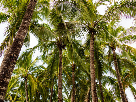Low angle shot of tropical coconut trees in warm sunlight