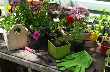 Flowerpots with sprouts of pansy and petunia flower, working tool and gloves on table outdoor.