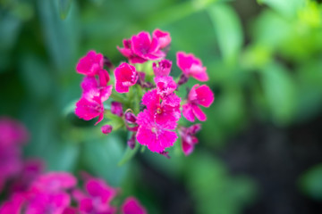 The background image of the colorful flowers