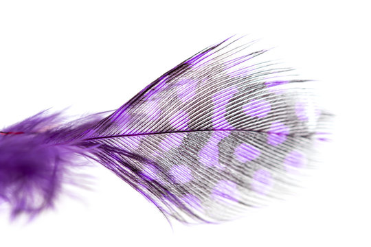 Purple Feather On A White Background