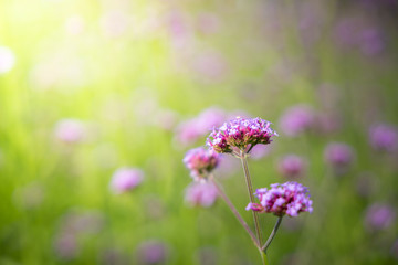 The background image of the colorful flowers