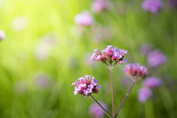 The background image of the colorful flowers