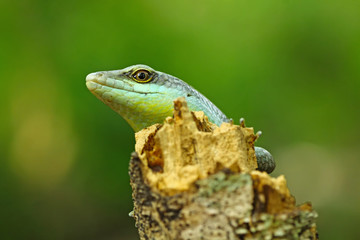 Olive tree skink head on wood, animal closeup