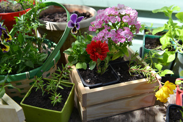 Fototapeta na wymiar Pots with seedlings of flowers on garden table outside.