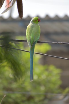 perrot eating food at home