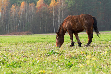 Fototapeta na wymiar Red horse grazing in a meadow. brown horse in the pasture. Portrait of a brown stallion with beautiful mane and harness on autumn land.