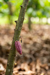 Cacao Tree (Theobroma cacao). Organic cocoa fruit pods in nature.