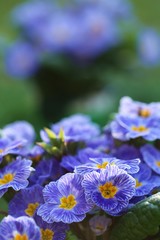 Spring flowers. Blue primrose on a dark green plant background. 