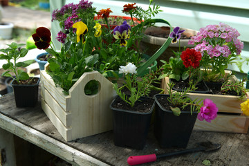 Working garden table with wooden pots of flower seedlings and shovel outdoor.