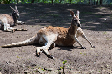 Naklejka na ściany i meble Lying Kangaroo looking at camera. Portrait of kangaroo in zoo.