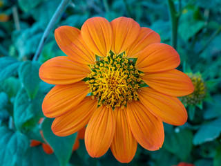 Maxican sunflower with blur background